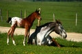 Horseplay Royalty Free Stock Photo