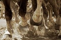 Horsepower & Hooves (Sepia) Royalty Free Stock Photo