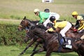 Horserace at Scheibenholz in Leipzig