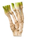 Horseradish. Royalty Free Stock Photo