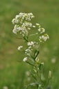Horseradish (Armoracia rusticana or Cochlearia armoracia)