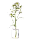 Horseradish armoracia rusticana or cochlearia armoracia in a glass vessel on a white background