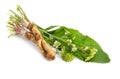 Horseradish, Armoracia rusticana, Cochlearia armoracia. Isolated on white background