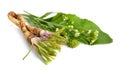 Horseradish, Armoracia rusticana, Cochlearia armoracia. Isolated on white background Royalty Free Stock Photo