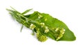 Horseradish, Armoracia rusticana, Cochlearia armoracia. Isolated on white background