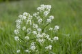 Horseradish Armoracia rusticana, syn. Cochlearia armoracia is a perennial plant of the Brassicaceae family. Horseradish Armorac