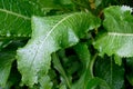 Horseradish sheets with rain drops, top view.