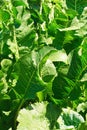 Horseradish (Cochlearia armoracia) green leaves Royalty Free Stock Photo