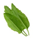 Horseradish leaf isolated on white background Royalty Free Stock Photo