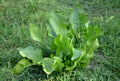 Horseradish is a perennial plant with a powerful round root. We propagate it only vegetatively controlled. spices in mustard to me Royalty Free Stock Photo