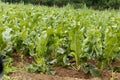 Horseradish plants, Armoracia rusticana Royalty Free Stock Photo