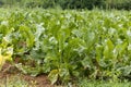 Horseradish plants, Armoracia rusticana Royalty Free Stock Photo