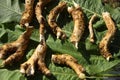 Horseradish roots and green horseradish leaves are flat top view. medical plant