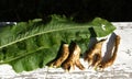 Horseradish roots and green horseradish leaves are flat top view. medical plant