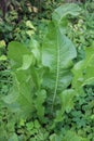 Horseradish, rustic (Armoracia rusticana) Royalty Free Stock Photo