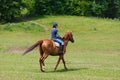 Horserider on the meadow