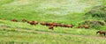 Nature Field Summer Green Landscape Meadow Farm Grass Pasture Animal Horse Horses Rural Beautiful Brown Ranch Stallion Outdoor
