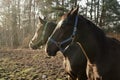 Horses Royalty Free Stock Photo