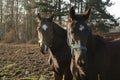 Horses Royalty Free Stock Photo