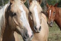 Horses Royalty Free Stock Photo