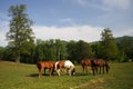 Horses Royalty Free Stock Photo