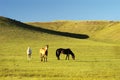 Horses 22 Royalty Free Stock Photo