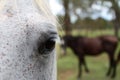 Horses Royalty Free Stock Photo