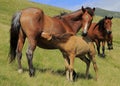 Horses Royalty Free Stock Photo