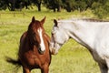 Horses Royalty Free Stock Photo