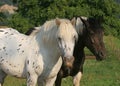 Horses Royalty Free Stock Photo