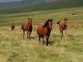 Horses Royalty Free Stock Photo