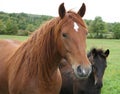 Horses Royalty Free Stock Photo