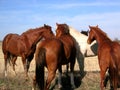 Horses