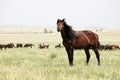 Horses Royalty Free Stock Photo