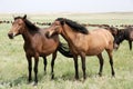 Horses Royalty Free Stock Photo