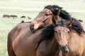 Horses Royalty Free Stock Photo
