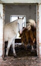 The horses in an abandoned house Royalty Free Stock Photo