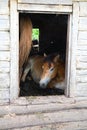 The horses in an abandoned house Royalty Free Stock Photo