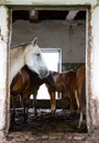 The horses in an abandoned house Royalty Free Stock Photo