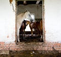 The horses in an abandoned house Royalty Free Stock Photo