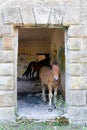 Horses in an abandoned train station Royalty Free Stock Photo