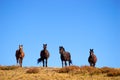 Horses against the sky Royalty Free Stock Photo