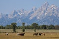 Horses and Antelope in Jackson Hole Royalty Free Stock Photo