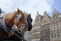 Horses in Antwerp