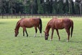 Horses in ireland