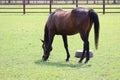 Horses in ireland