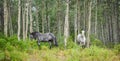 Horses in Aspen