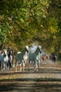 Horses in autumn Royalty Free Stock Photo