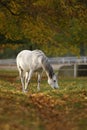 Horses in autumn Royalty Free Stock Photo