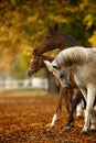 Horses in autumn